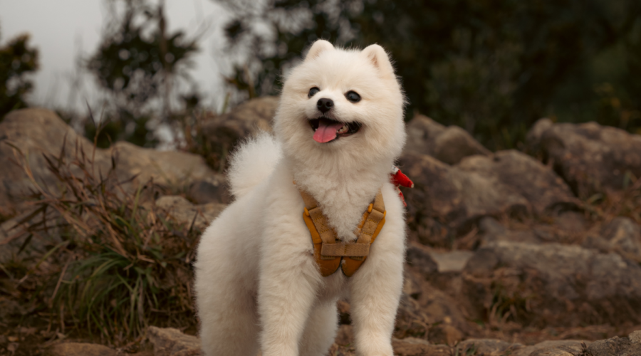 Οδηγός περιποίησης σκύλου: όλα όσα πρέπει να ξέρεις για μια υγιή καθημερινότητα