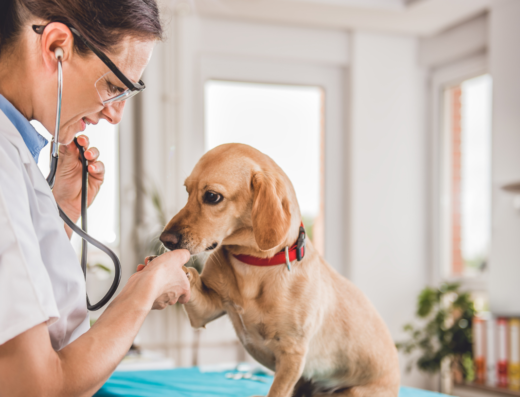 Κτηνιατρικό Κέντρο Αθηνών