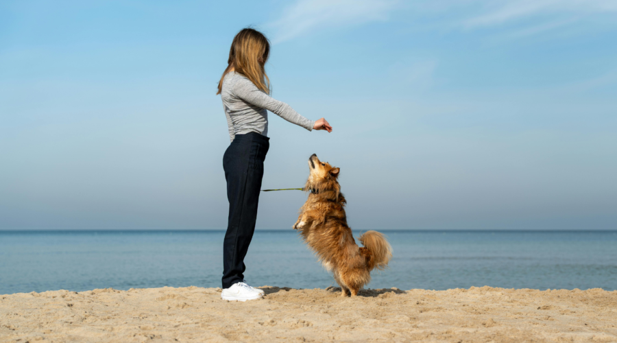 Εκπαίδευση σκύλου: πρακτικές συμβουλές για έναν ήρεμο και υπάκουο σύντροφο