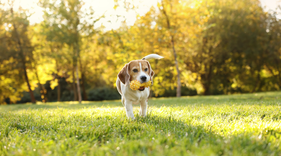 3+1 tips για τη μακροζωία του σκύλου σου